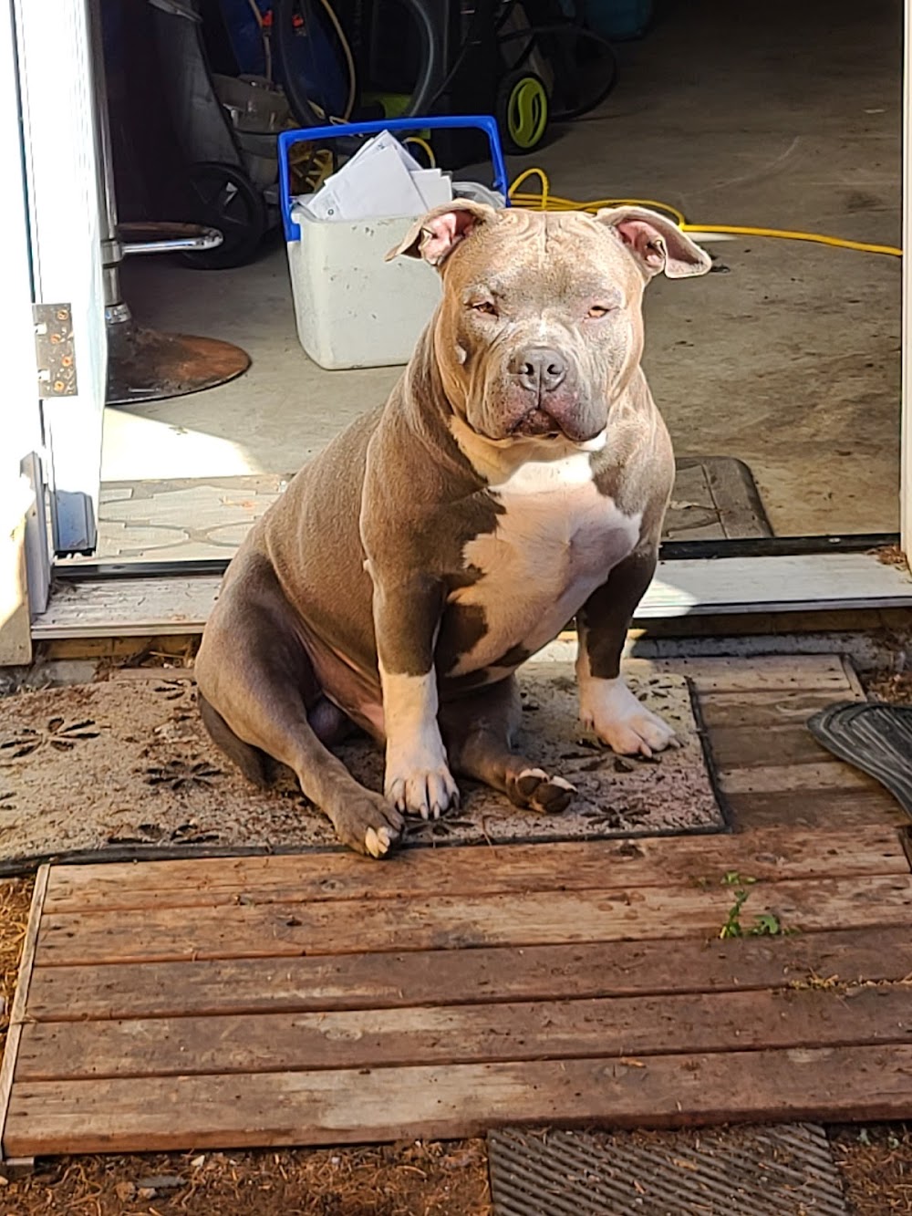 BULLIRIDEZ Detailing Ltd (Mobile)