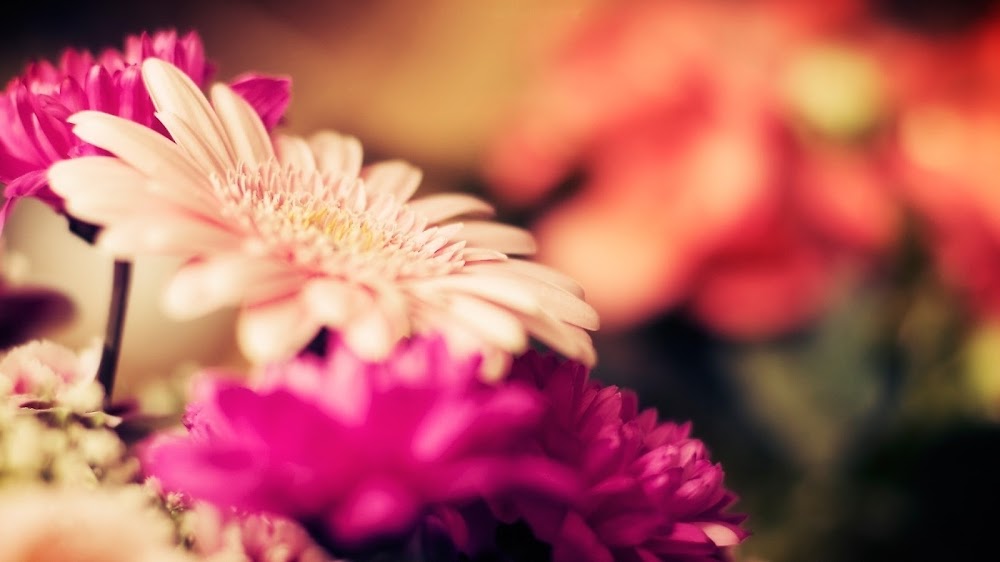 Edmonton Flowers Ltd