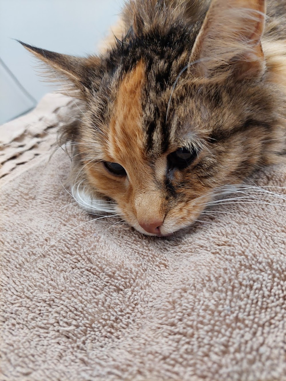 Fort MacLeod Veterinary Clinic Ltd.