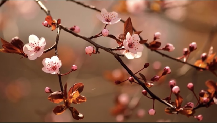 LETHBRIDGE THAI MASSAGE & WELLNESS