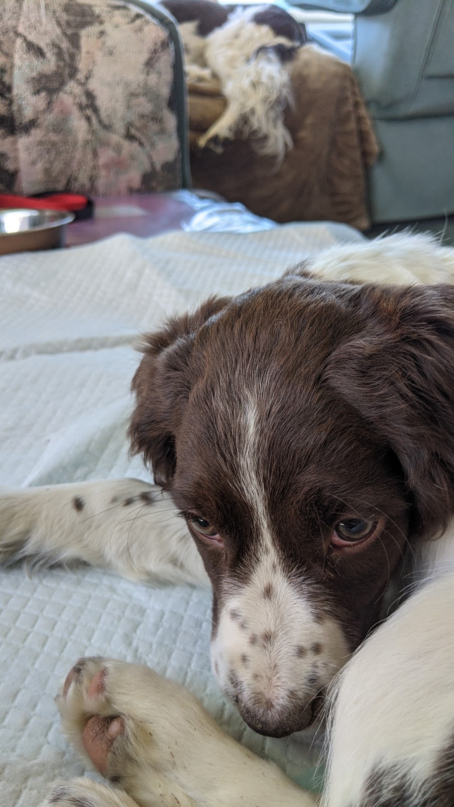 Livestock Veterinary Services