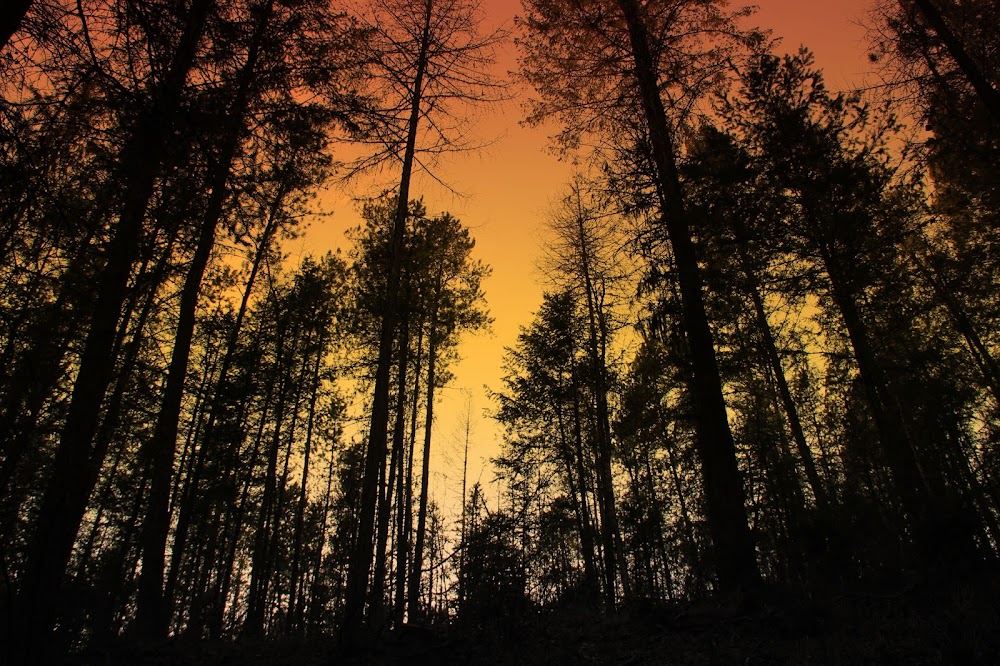 Nyrose & Alexander LLP