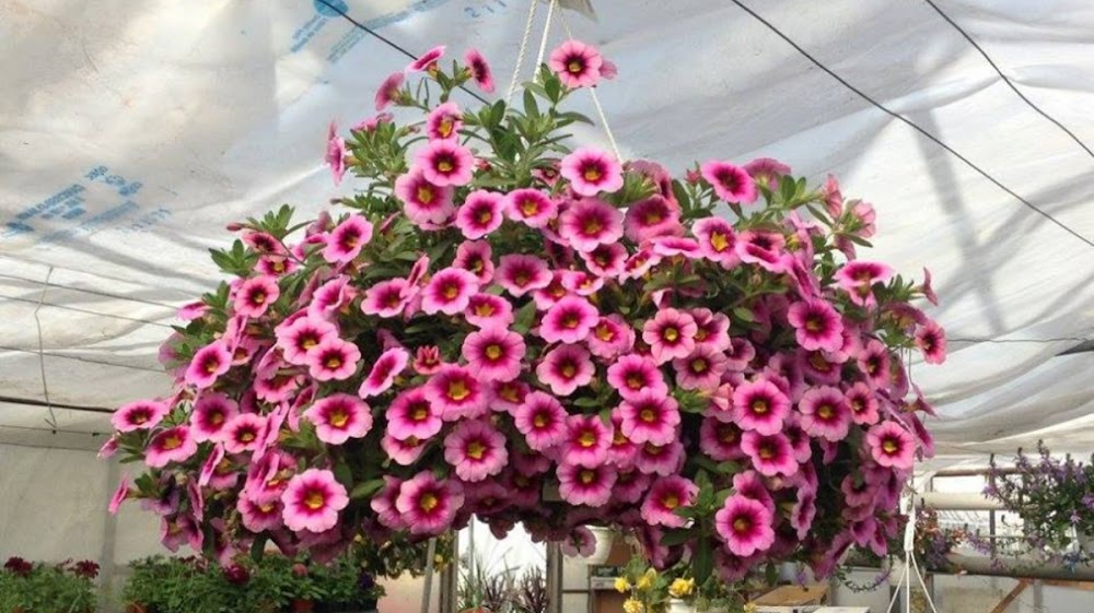 Shaughnessy Greenhouse