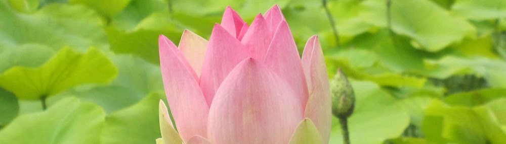 Spirit in Motion Yoga