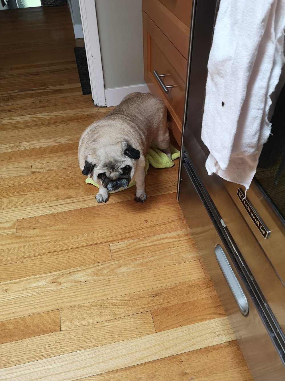 Admirals Walk Pet Clinic