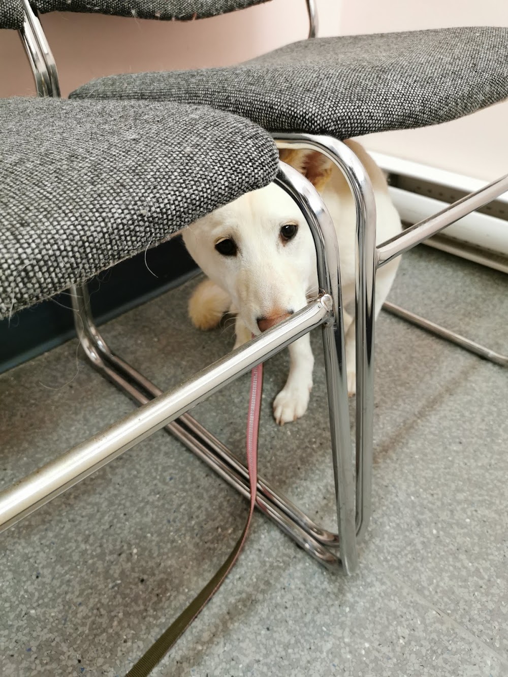 Belmont Langford Veterinary Hospital