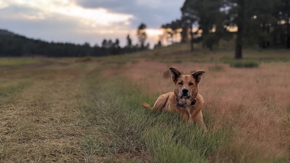 Best Friends Pet Care Center