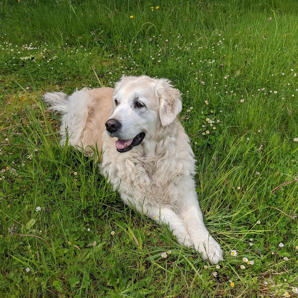 Central Cowichan Animal Hospital