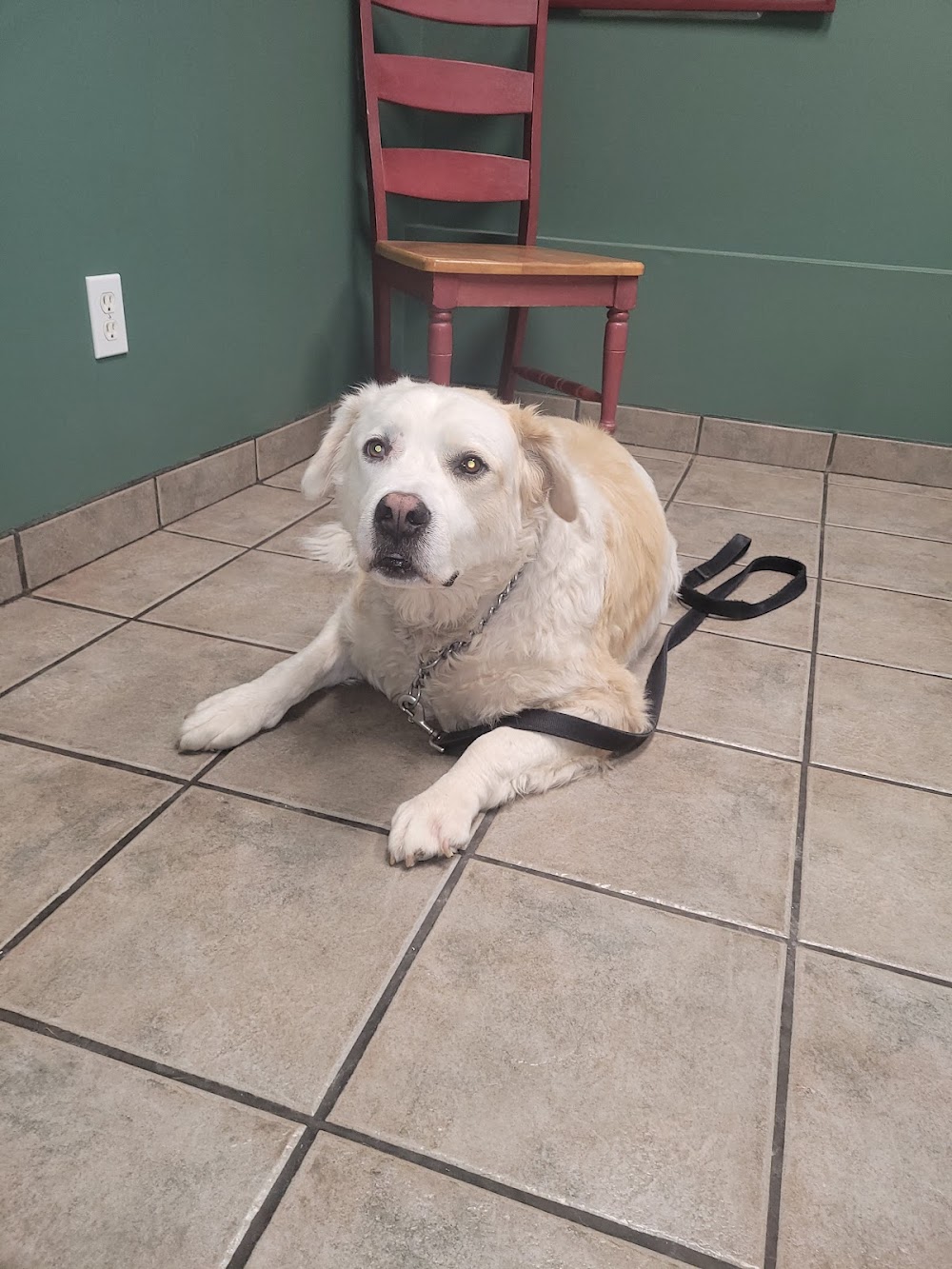 Cobble Hill Animal Hospital