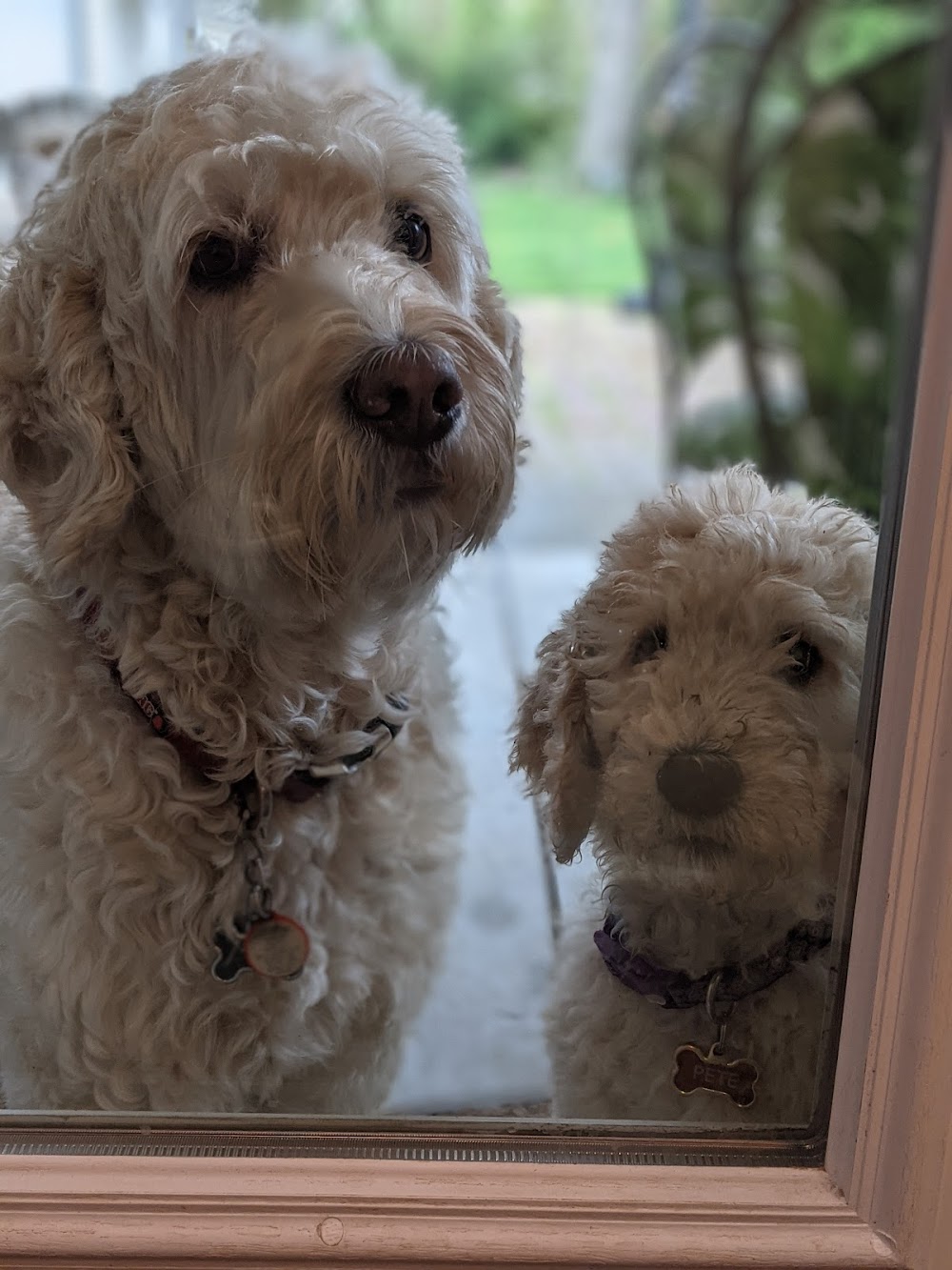 Duncan Animal Hospital Ltd