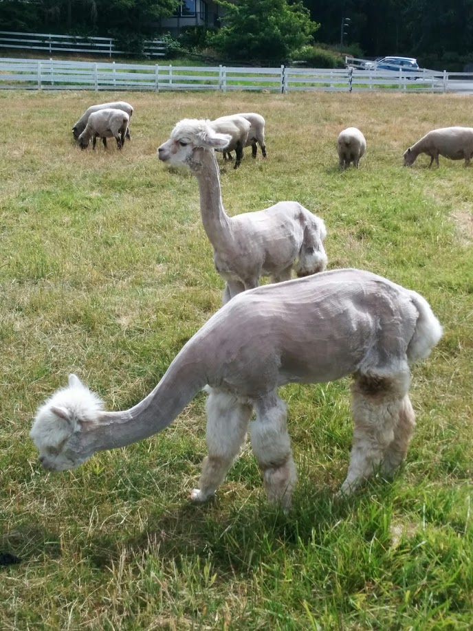 Elk Lake Veterinary Hospital