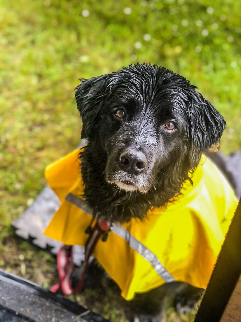 Grace Veterinary Hospital