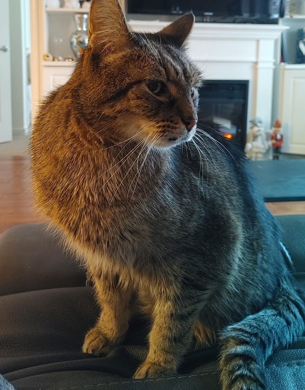 Juan de Fuca Veterinary Clinic