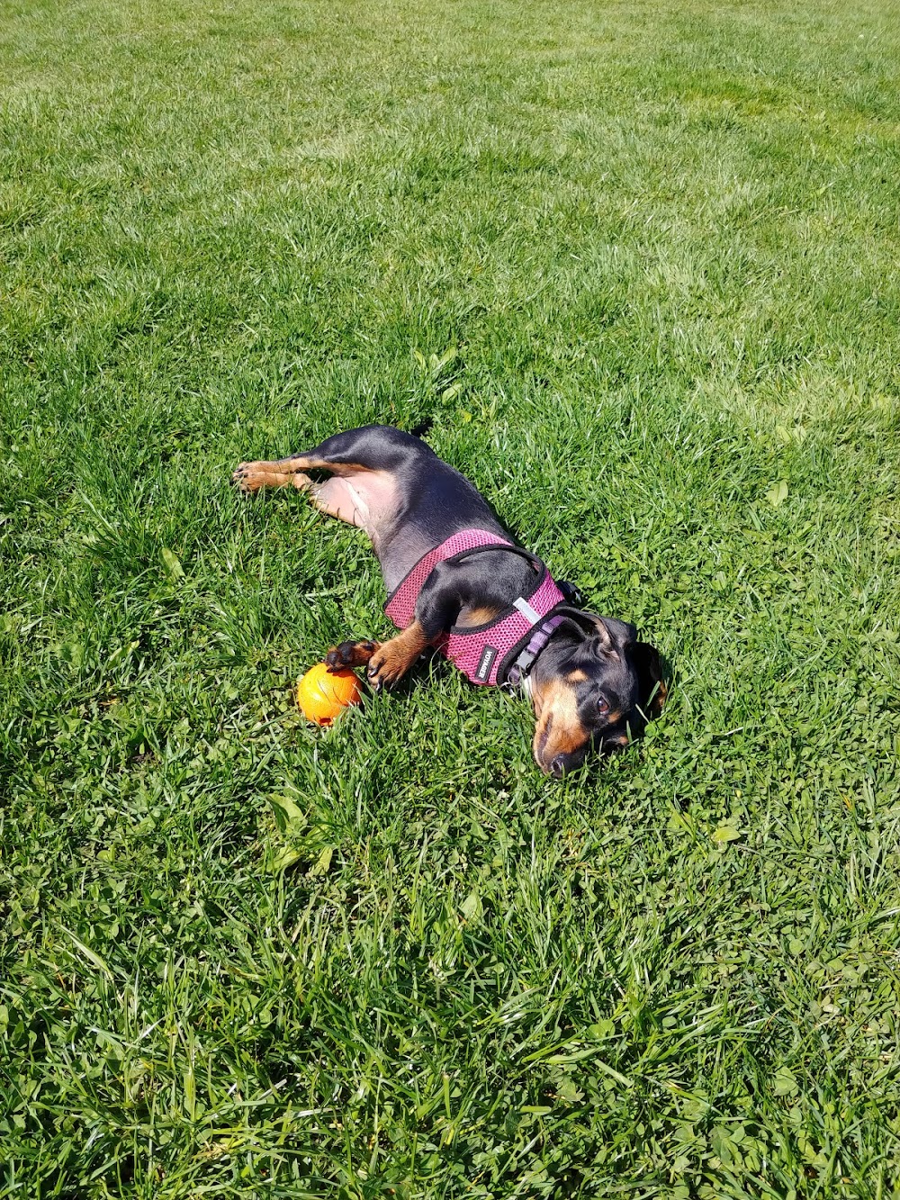 Kindred Spirits Veterinary Hospital