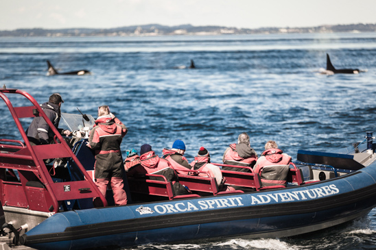 Orca Spirit Adventures Whale Watching