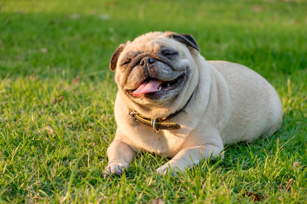 Prevost Veterinary Clinic