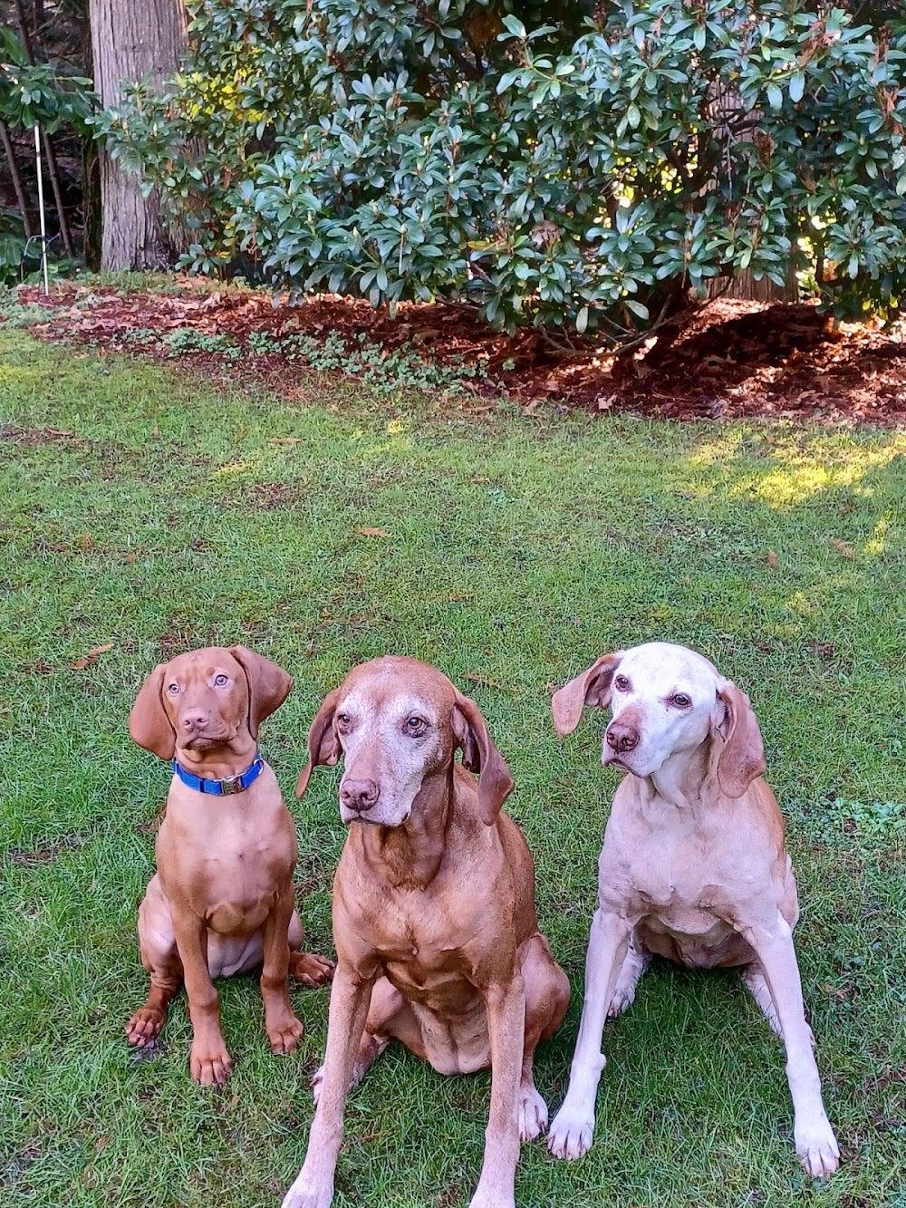 Saanichton Village Veterinary Hospital