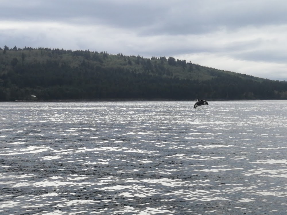 Sidney Whale Watching