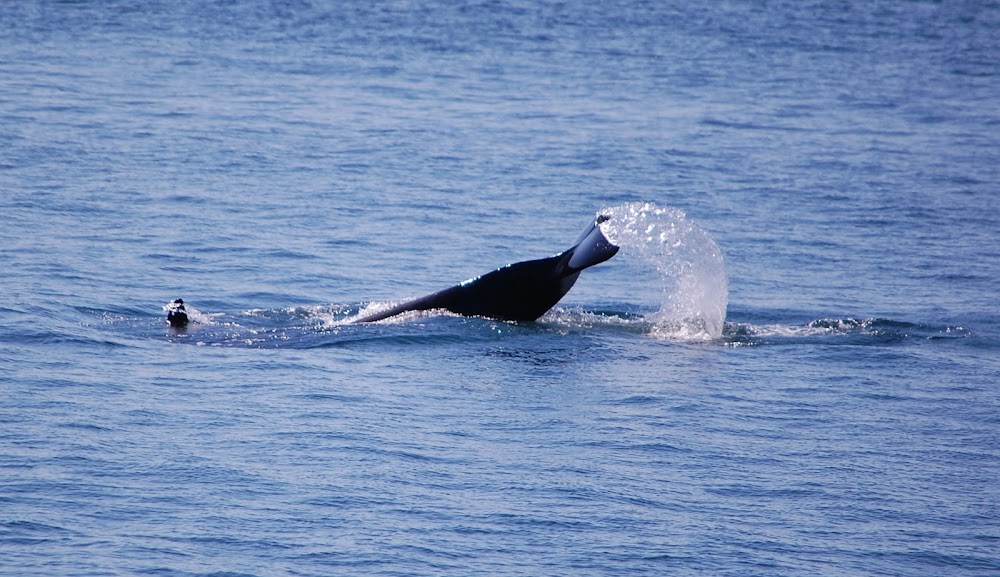 The Whale Museum