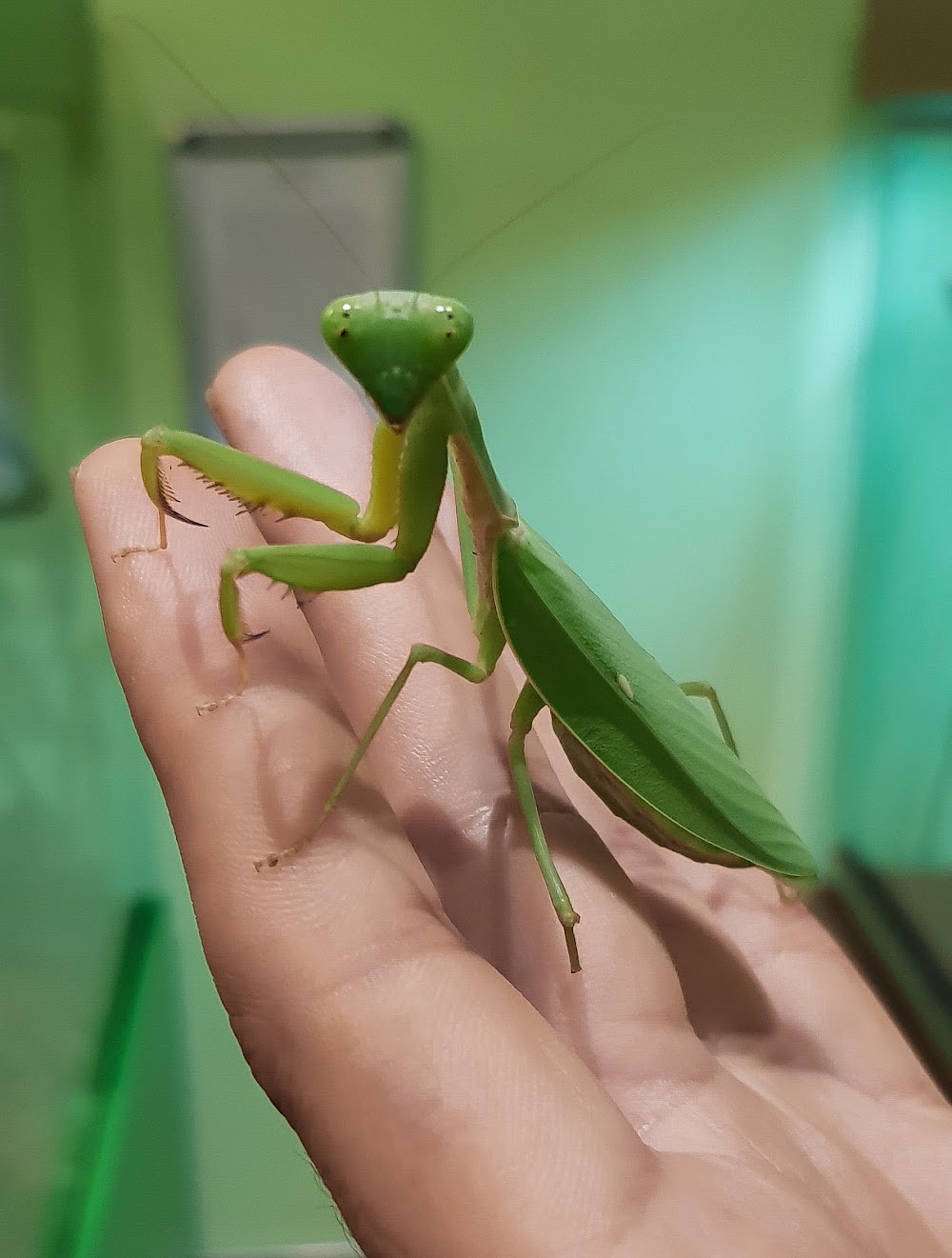 Victoria Bug Zoo