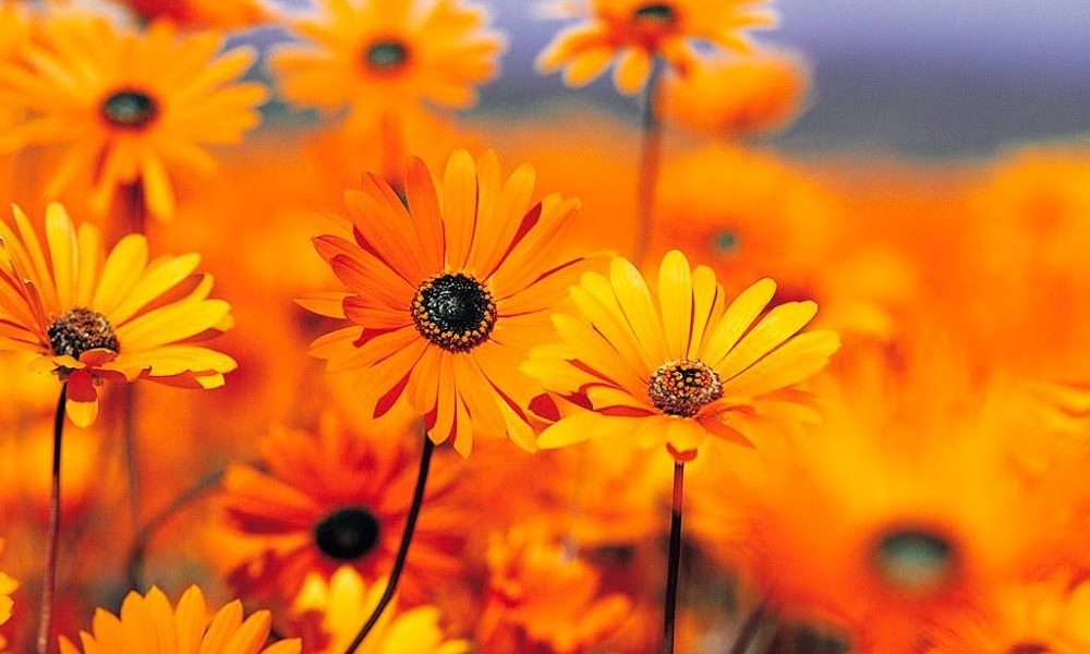 Lynden Vision Clinic