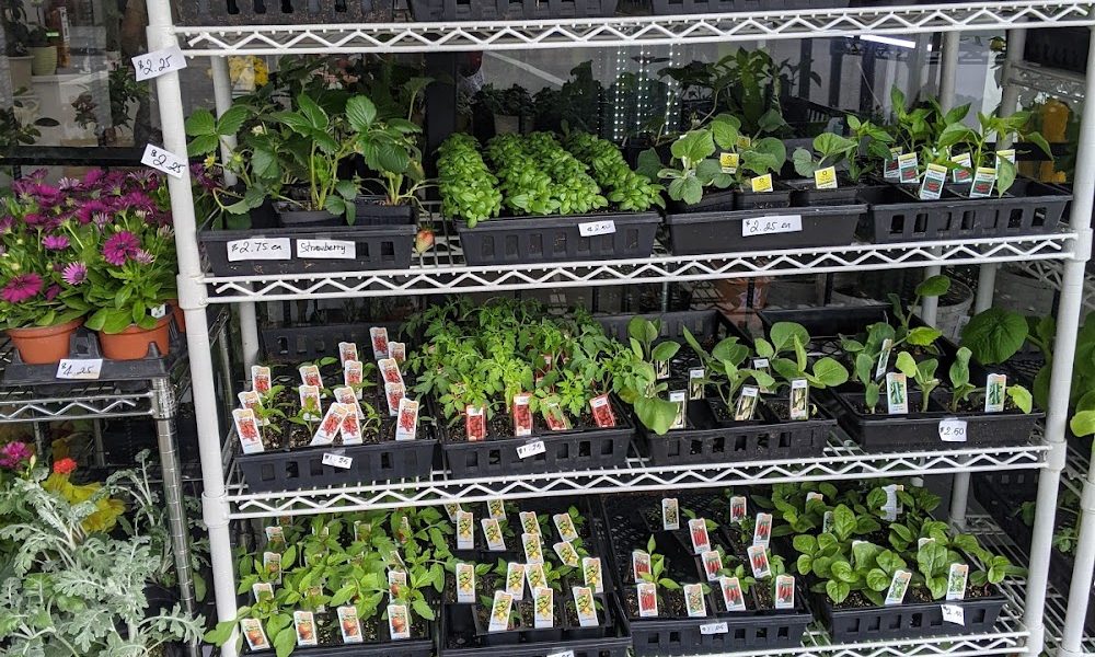 Purple Rainbow Florist