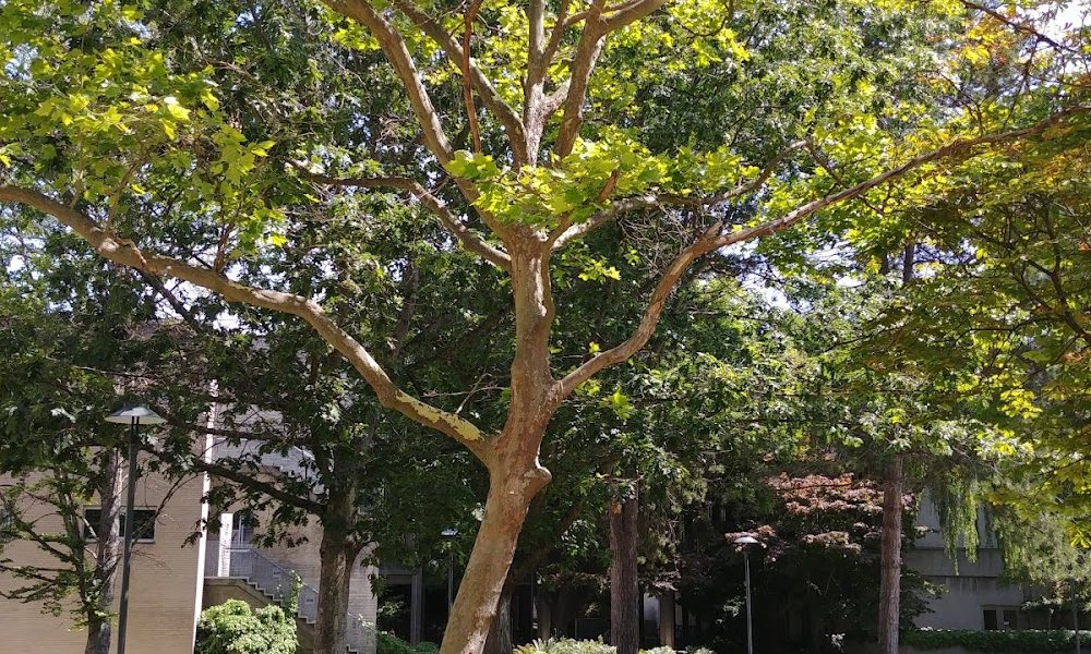 UBC Student Health Services