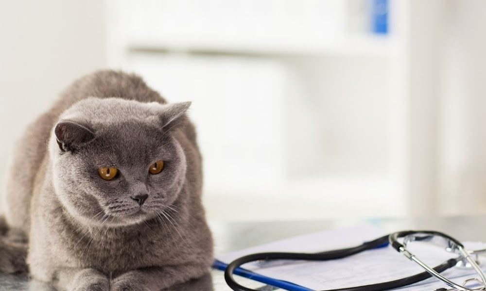 Beach Avenue Animal Hospital