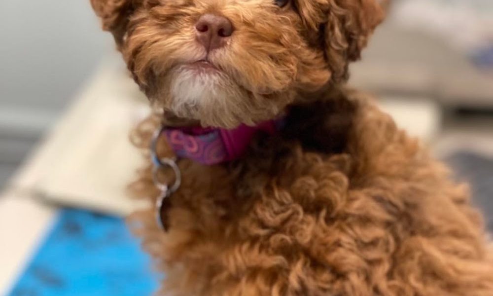 Dewdney Animal Hospital