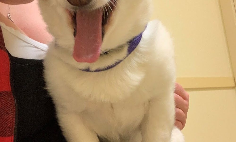 Fleetwood Veterinary Clinic