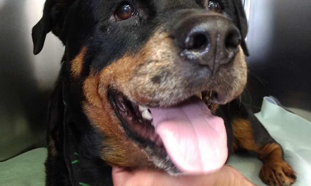 Gibsons Veterinary Hospital