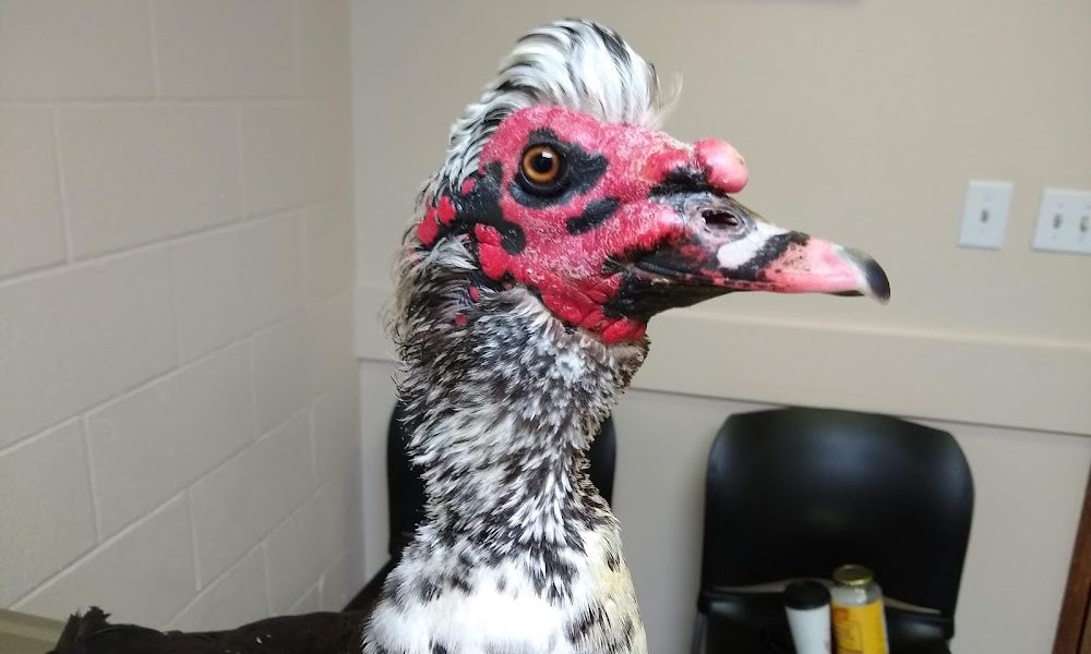 Lynden Veterinary Hospital