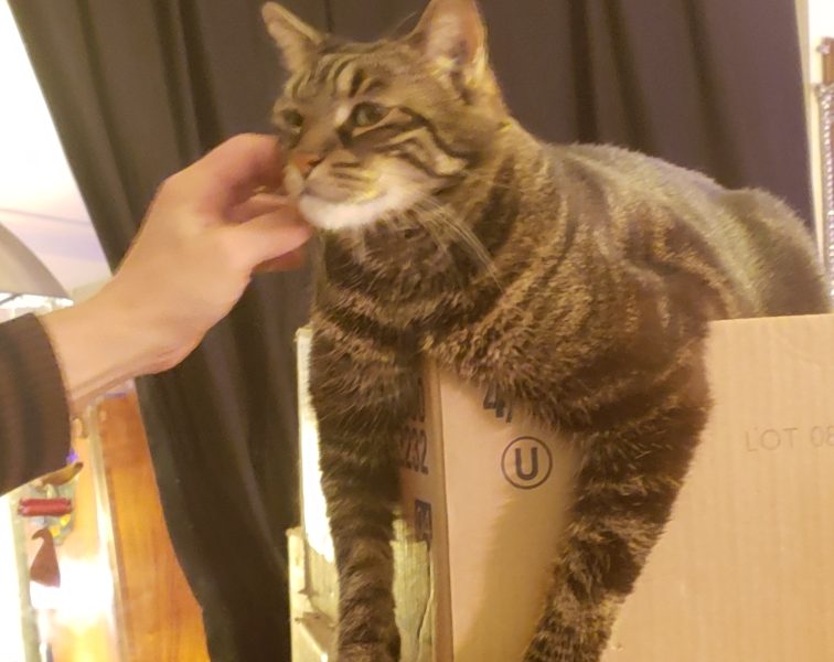 Market Hill Animal Hospital