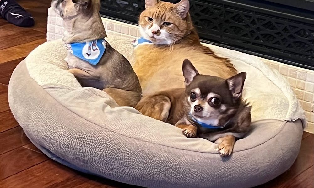 Olympic Village Veterinary Clinic