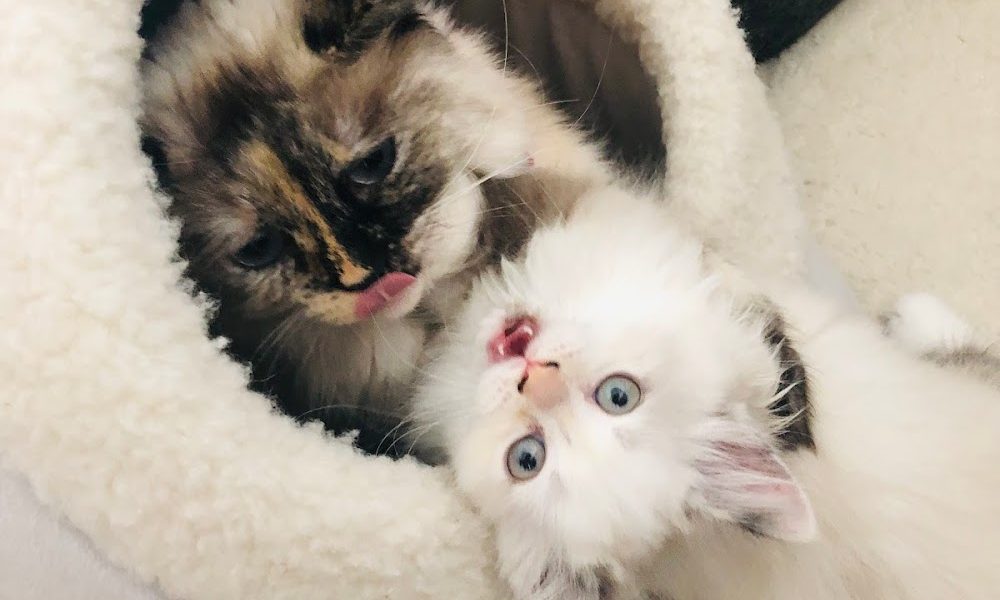 Point Grey Veterinary Hospital