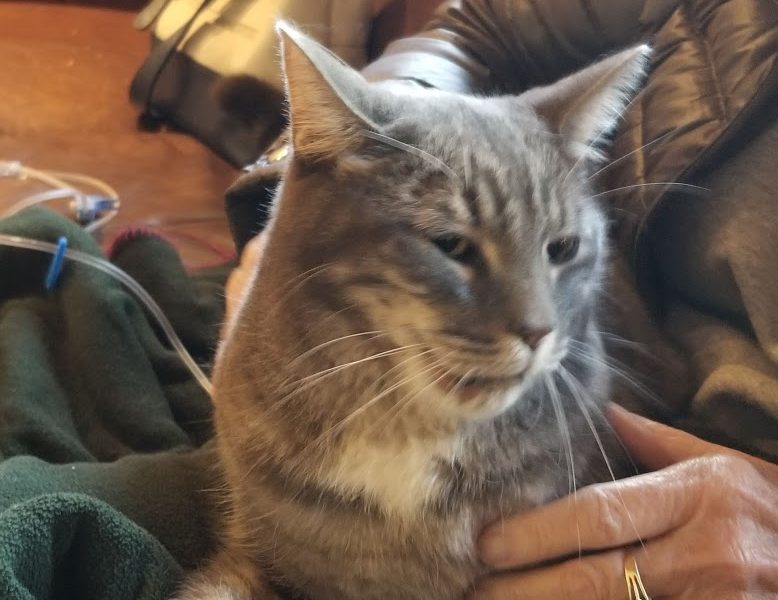 South Point Pet Hospital