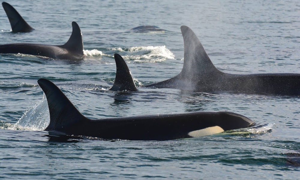 Steveston Seabreeze Adventures Vancouver