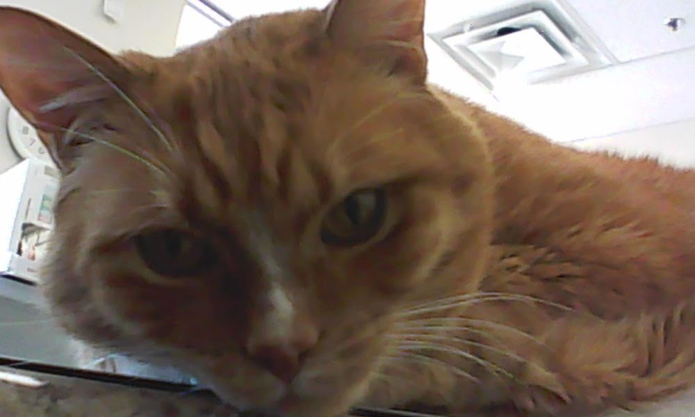 Thunderbird Animal Hospital