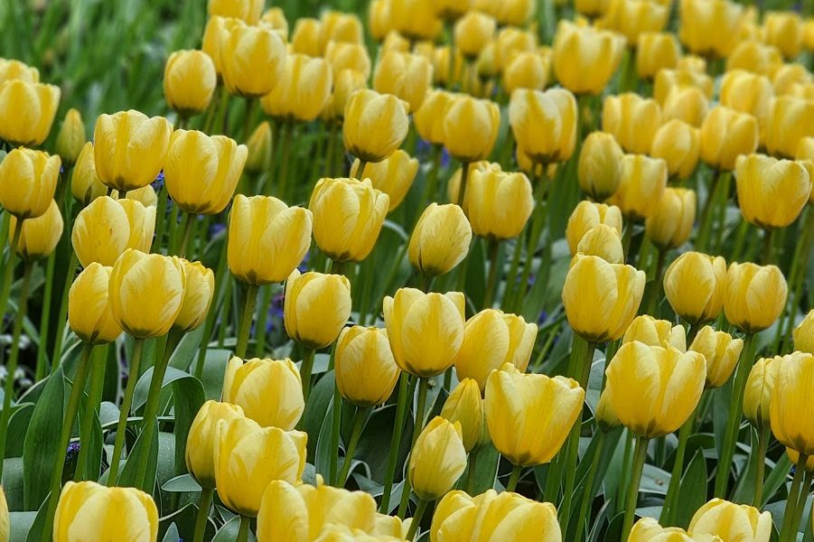 Tours en Español Vancouver Ltd.