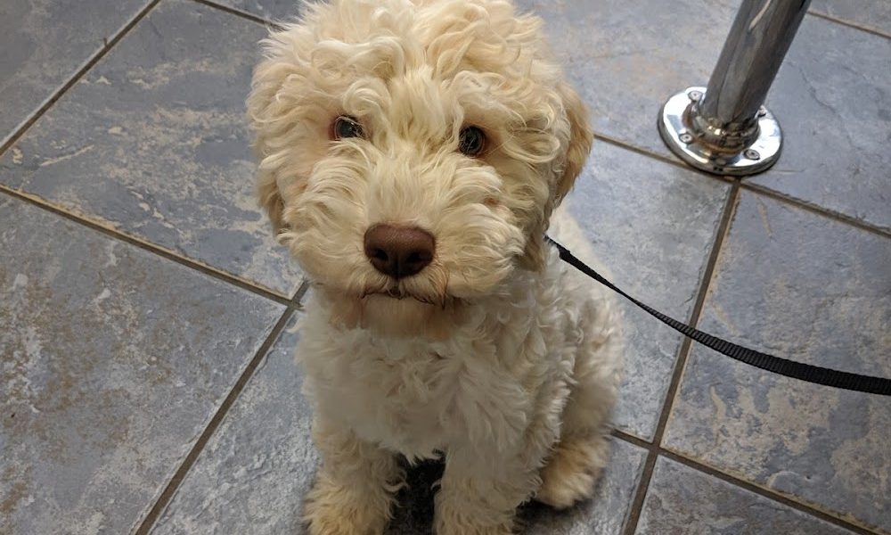 Vancouver Veterinary Hospital