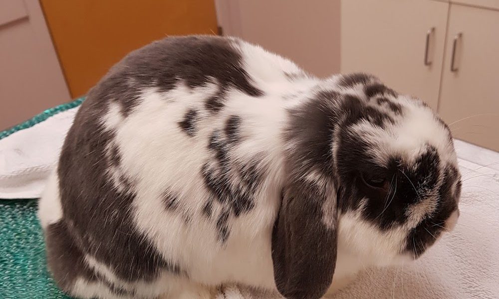 West Boulevard Veterinary Clinic