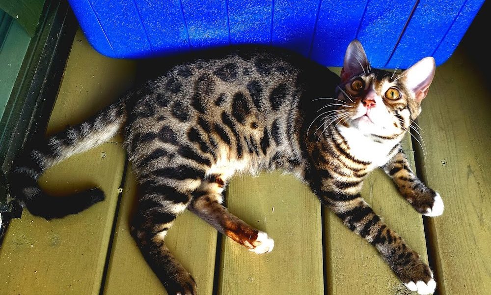 Westview Veterinary Services